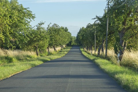 Avenue with fruit trees on a village street, Othenstorf, Mecklenburg-Vorpommern, Germany, Europe