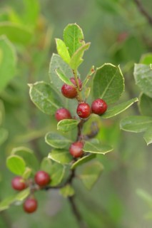 Italian buckthorn (Rhamnus alaternus), twig with leaves and fruit, Provence, southern France