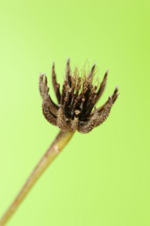 Cretaceous ragwort (Hedypnois rhagadioloides, Hedypnois cretica), fruit stand, Camargue, Provence,