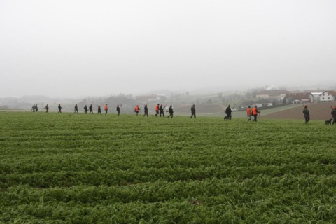 Hunters and hunting assistants, so-called beaters, walk in a line across a field on the occasion of