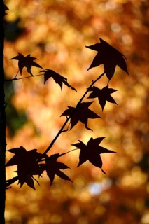 Leaves of the amber tree, October, Germany, Europe