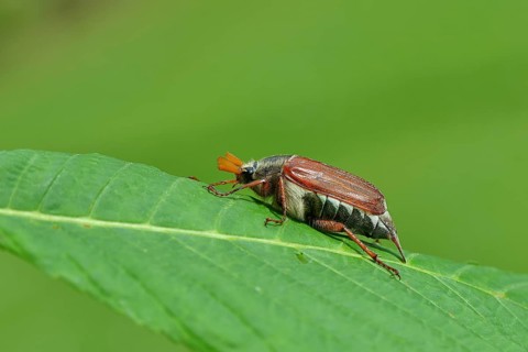 Northern cockchafer (Melolontha hippocastani), male, on a leaf of a horse chestnut (Aesculus