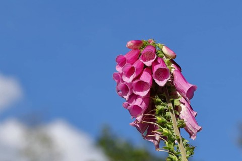 Common foxglove (Digitalis purpurea), flowers, from the plantain family, highly toxic, deadly