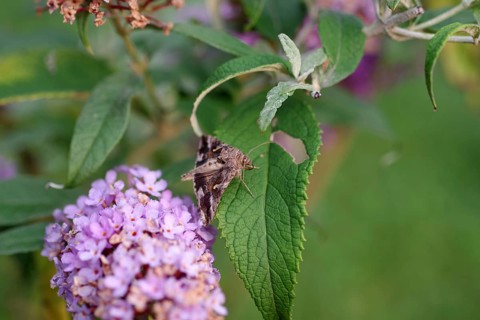 Silver y (Autographa gamma), moth, macro, summer lilac, close-up of a gamma owl on a leaf of summer