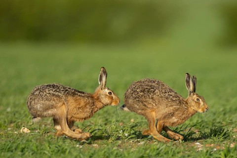 Brown hare (Lepus europaeus) two adult animals running in a farmland cereal field in springtime