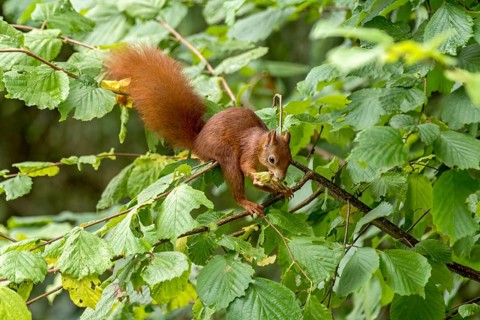 Eurasian squirrel (Sciurus vulgaris) eating a hazelnut, hazel (Corylus avellana), on branch in