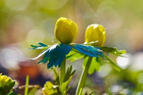 Winter aconites (Eranthis hyemalis), Germany, Europe