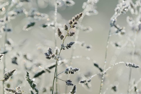 Orchard grass (Dactylis glomerata) with morning dew in fog, North Rhine-Westphalia, Germany, Europe