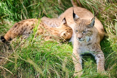 Eurasian lynx (Lynx lynx) mother with their youngsters drinking milk while lying in the grass,