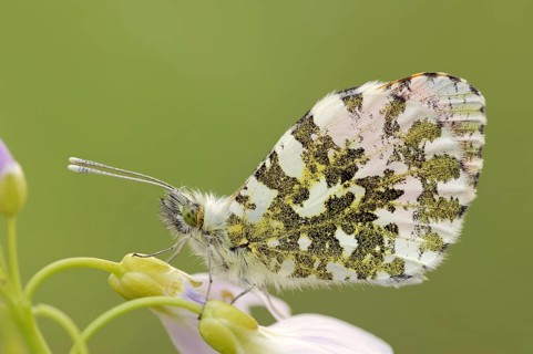 Orange tip (Anthocharis cardamines) on cuckoo flower (Cardamine pratensis), North Rhine-Westphalia,