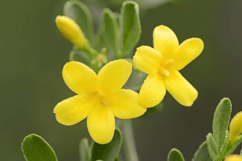 Shrub jasmine or shrubby jasmine (Chrysojasminum fruticans, Jasminum fruticans), flowers, Provence,