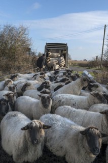 Shepherd loading his sheep into a double-decker livestock trailer, Mecklenburg-Western Pomerania,