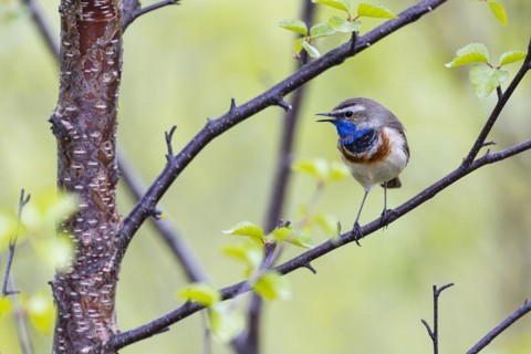 Red-throated Bluethroat or Tundra Bluethroat (Luscinia svecica), adult male singing on a branch,