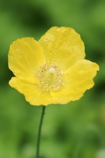 Wood poppy or cambric poppy (Papaver cambricum, Meconopsis cambrica), flower, ornamental plant,