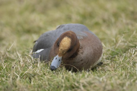 Eurasian wigeon duck (Mareca penelope) adult male bird feeding on grassland, England, United