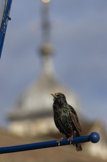 Common starling (Sturnus vulgaris) adult bird calling on a metal sign with a dome of the Tower of