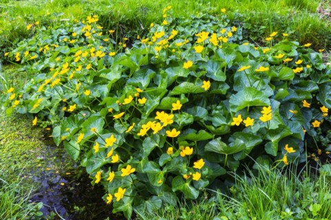 Marsh marigold (Caltha palustris), Ranunculaceae, spring, Lippachtal, Mühlheim, Upper Danube Nature