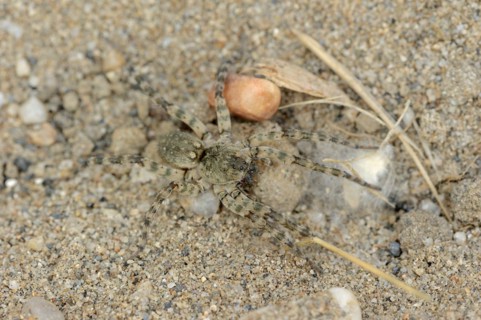 Giant riverbank spider (Arctosa cinerea), female, Provence, southern France