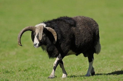 Jacob sheep (Ovis ammon f. aries), ram, Lower Saxony Germany