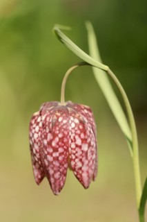 Snake's head fritillary (Fritillaria meleagris), flower, Lower Saxony, Germany, Europe