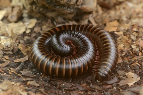 Giant african millipede (Archispirostreptus gigas), captive, occurrence in Africa