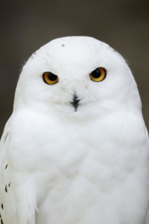 Snowy owl (Bubo scandiacus, Nyctea scandiaca), male, portrait, captive, North Rhine-Westphalia,