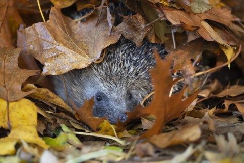 European hedgehog (Erinaceus europaeus) adult animal emerging from a pile of fallen autumn leaves