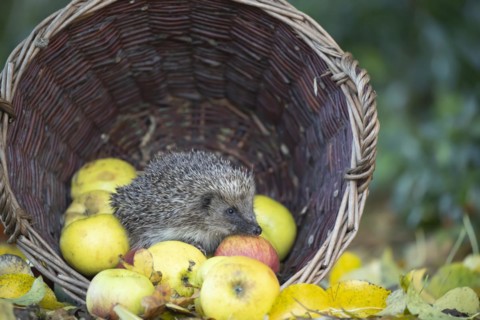 European hedgehog (Erinaceus europaeus) adult animal walking over fallen garden apples collected in