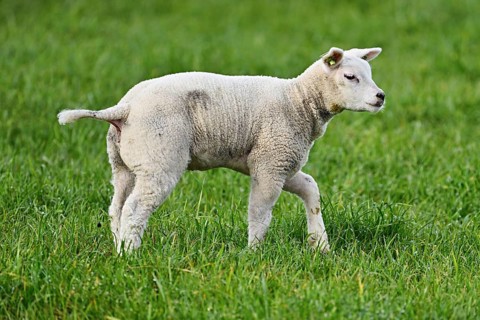 Domestic sheep (Ovis aries), lamb standing in a meadow, Texel, North Holland, Netherlands