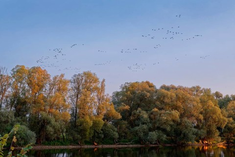 Birds above the Warta Estuary National Park, Park Narodowy Ujscie Warty, where the Warta flows into