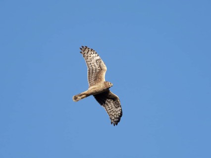 Hen harrier (Circus cyaneus) female in flight, flying northwards during the spring migration,