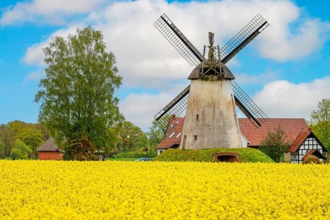 Windmill with rape field Wegholm Germany