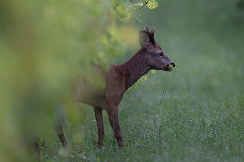 Roebuck in summer, leaf timeWittlich, Rhineland-Palatinate, Germany, Europe