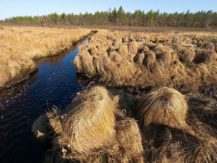 Greater Tussock Sedge (Carex paniculata), growing on marshland beside a stream, May, Finnish