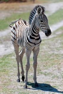 Young plains zebra (Equus quagga), wild, free-living, safari, ungulate, animal, black and white,