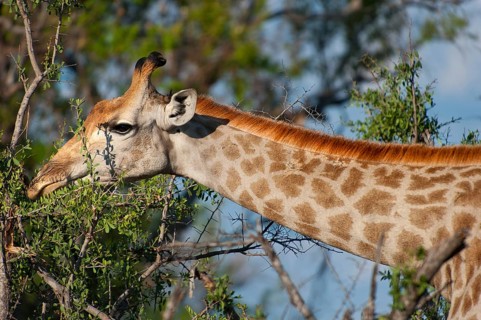Portrait of a southern giraffe (Giraffa giraffa), free-living, wilderness, safari, travel, animal