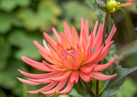Dahlia (Dahlia), North Rhine-Westphalia, Germany, Europe