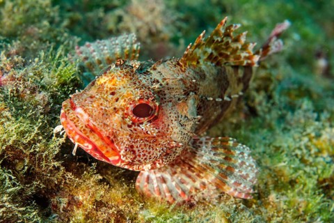 Small specimen of canary island dragonhead (Scorpaena canariensis) lying among seaweed on the