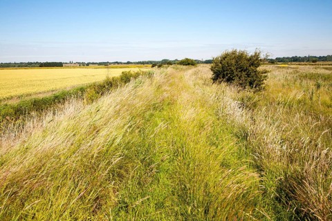 Raised flood defence dyke running through drained marshland in summer, Hollesley marshes, Suffolk,