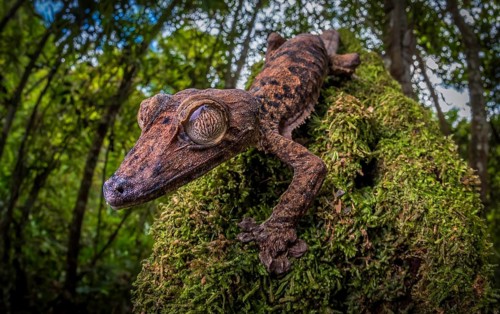 Leaf-tailed gecko (Uroplatus gigantaeus) in the rainforests of Marojejy National Park, north-east