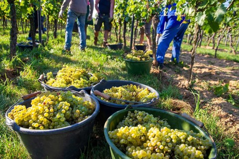 Hand-picking of Chardonnay grapes in the Palatinate in 2023 (Norbert Groß winery, Meckenheim) . The