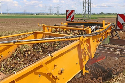 Farmer Markus Frank from Frankenthal during the agricultural onion harvest (onion harvesting)