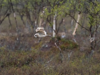 Short-eared owl (Asio flammeus) in flight, searching for prey over heathland, in the rain, May,