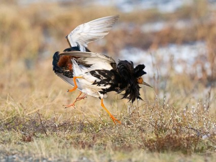 Ruff (Calidris pugnax) two males in breeding plumage at lek, fighting over female, Pokka, Finnish