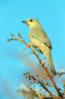 Grey hypocolius (Hypocolius ampelinus), Mudday, Salalah, Dhofar, Oman, Asia