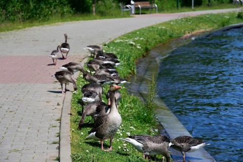 Europe, Germany, Mecklenburg-Western Pomerania, Plau am See, Lake Plau, Elde-Müritz waterway,