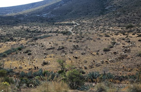 Herd of sheep and goats grazing in dry arid landscape, Presillas Bajas, Cabo de Gata national park,
