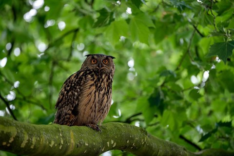Eurasian eagle-owl (Bubo bubo), adult male, sitting in a tree, Ewald colliery, Herten, Ruhr area,