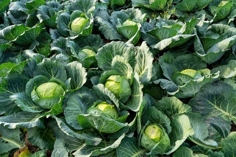 White cabbage field, growing area in the south of Düsseldorf, Volmerswerth district, on the Rhine,