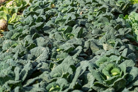 Agriculture, Savoy cabbage heads growing in a field